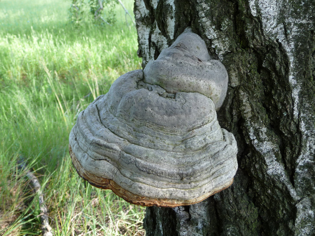 Tinder Fungus: Nature’s Survival Igniter